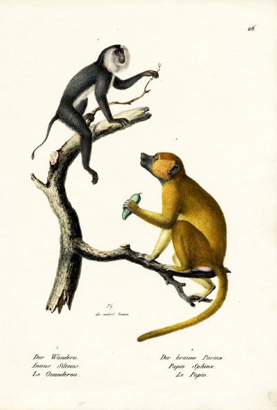 Grey Langur, 1824 by Karl Joseph Brodtmann